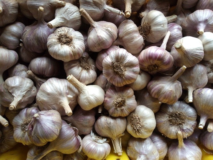 Bulk Garlic available for sale at ten dollars per pound