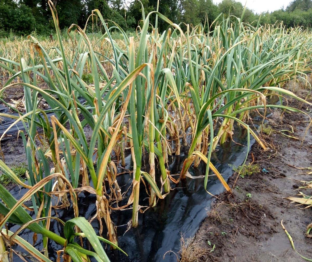 A row of full grown garlic on the farm, with the cloves still underground and the chives sticking through black plastic covering the ground