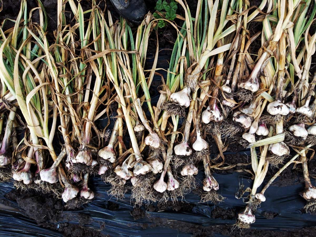 Organic garlic bulbs just pulled from the ground, with chives and roots still attached