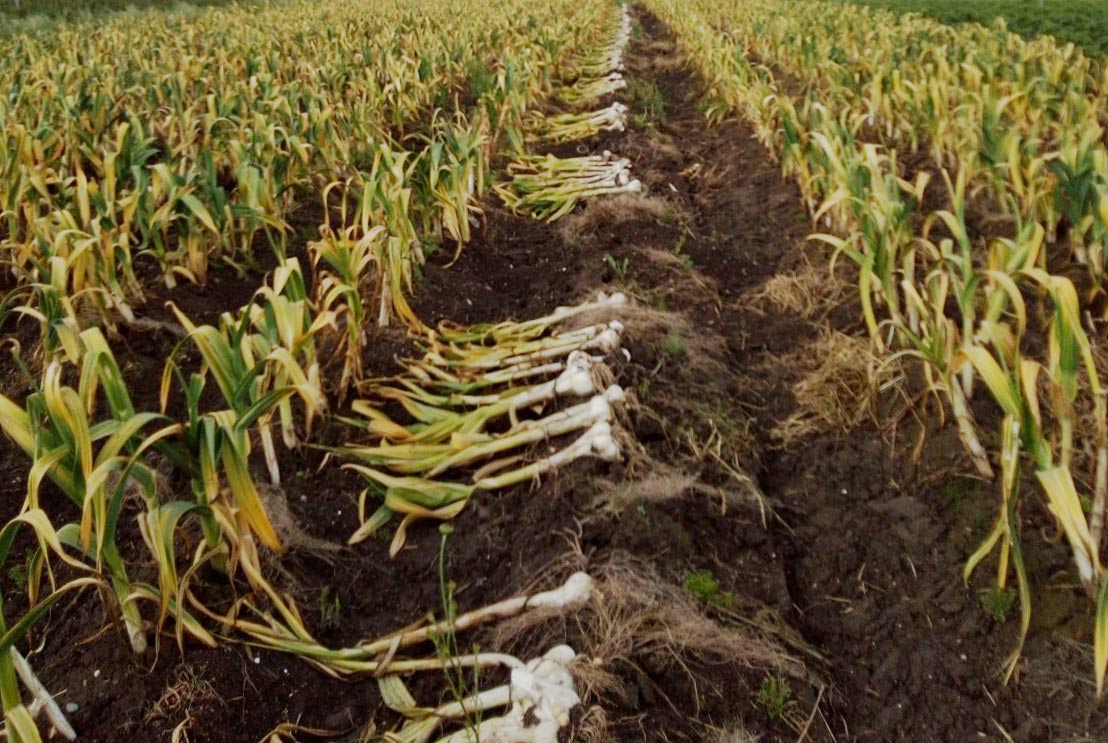 An entire row of garlic bulbs are pulled from the ground at the Sacred ORganics family farm in Oregon's Willamette Valley